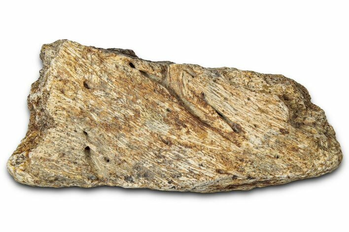 Dinosaur (Triceratops) Frill Shield Section - Montana #347991